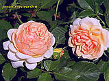 Троянда Genevieve Orsi (Женев'єв Орсі), фото 4