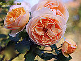 Троянда Genevieve Orsi (Женев'єв Орсі), фото 3