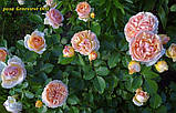 Троянда Genevieve Orsi (Женев'єв Орсі), фото 6