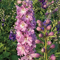 Саджанці Дельфініуму Магічний Фонтан (Delphinium elatum Magic Fountains Cherry Blossom with White Bee) Р9