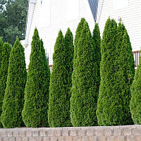 Саджанці Туї західної Холмструп (Thuja occidentalis Holmstrup)