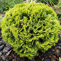 Саджанці Туї західної Глобоза Ауреа (Thuja occidentalis Globosa Aurea) Р9