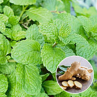 Саджанці М'яти імбирної Джинжер (Mentha Ginger Mint)