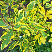 Саджанці Дерена білого Гоучаулті (Cornus alba Gouchaultii)