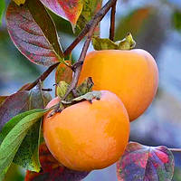 Саджанці хурми Голден Квін - самоплідна, рання, морозостійка С1