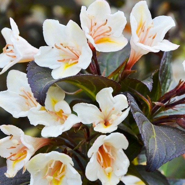Саджанці Вейгели квітучої Ебоні енд Айворі (Weigela Ebony and Ivory), фото 1