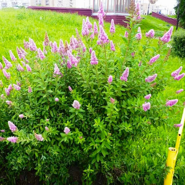 Саджанці Спіреї Дугласа (Spiraea douglasii)