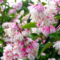 Саджанці Дейції шорсткої Розеа Плена (Deutzia Rosea Plen)