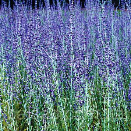 Перовскія Блю Стіл / Perovskia atriplicifolia Blue Steel, фото 3
