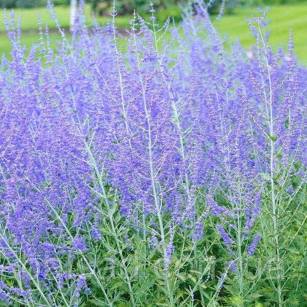 Перовскія Блю Стіл / Perovskia atriplicifolia Blue Steel