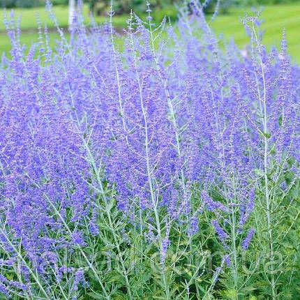 Перовскія Блю Стіл / Perovskia atriplicifolia Blue Steel, фото 1