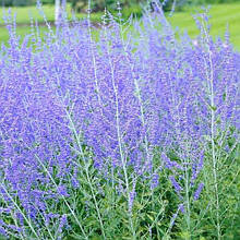 Перовскія Блю Стіл / Perovskia atriplicifolia Blue Steel