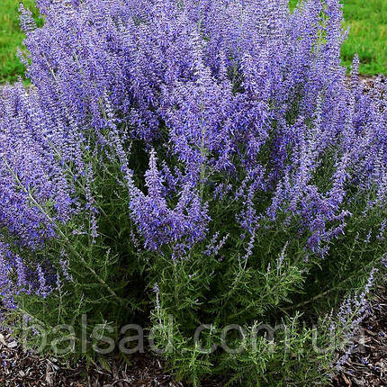 Перовскія Лейсі Блю / Perovskia atriplicifolia Lacey Blue, фото 1
