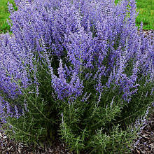 Перовскія Лейсі Блю / Perovskia atriplicifolia Lacey Blue