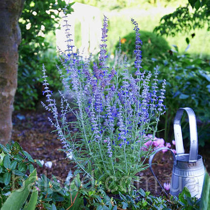 Перовскія Лейсі Блю / Perovskia atriplicifolia Lacey Blue, фото 3