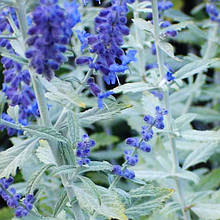 Перовскія Сільвер Блю / Perovskia atriplicifolia Silvery Blue