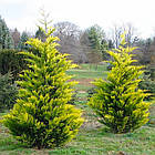 Саджанці Кипарисовика Лейланда Голд Райдер (Chamaecyparis leylandii Gold Rider) Р9, фото 2