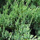 Саджанці Ялівця горизонтального Глаука (Juniperus horizontalis Glauca) Р9, фото 2