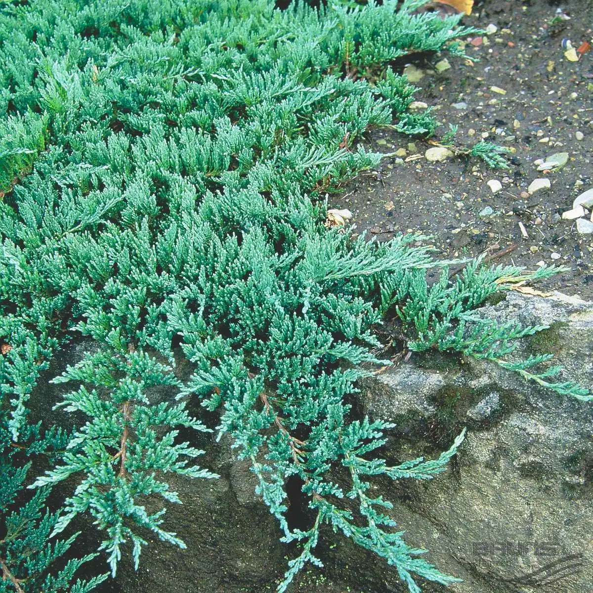 Саджанці Ялівця горизонтального Глаука (Juniperus horizontalis Glauca) Р9