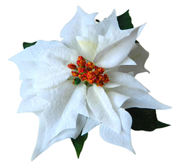 Штучна квітка пуансетії D19см голова біла