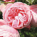 Троянда Mariatheresia (Марія Терезія) флорибунда гор 3л, фото 2