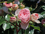 Троянда Mariatheresia (Марія Терезія) флорибунда гор 3л, фото 3