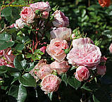 Троянда Mariatheresia (Марія Терезія) флорибунда гор 3л, фото 5