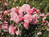 Троянда Mariatheresia (Марія Терезія) флорибунда гор 3л, фото 6