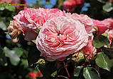 Троянда Mariatheresia (Марія Терезія) флорибунда гор 3л, фото 4
