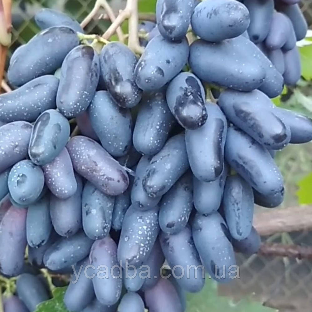 Виноград Одесский Сувенир — Купить Недорого на Bigl.ua (1745880010)