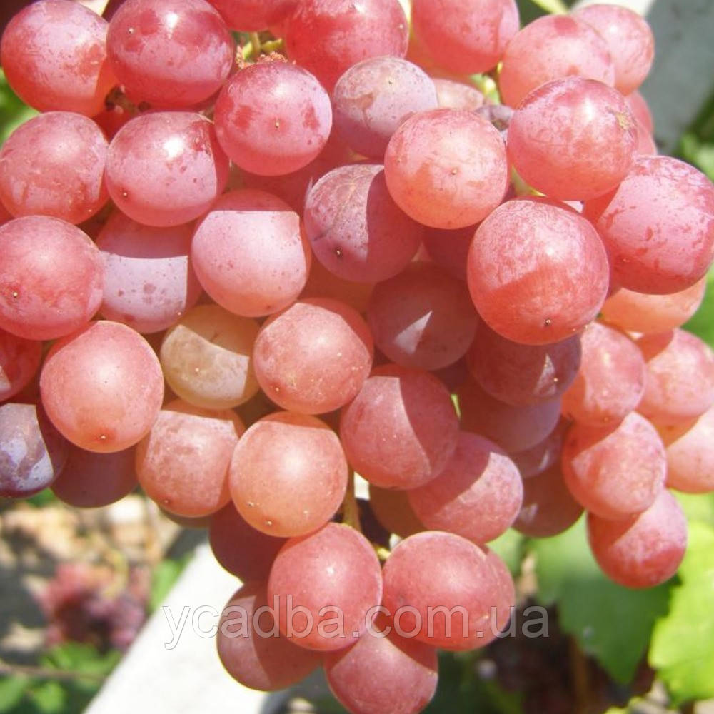 Виноград кишміш Голд (зкс), фото 1