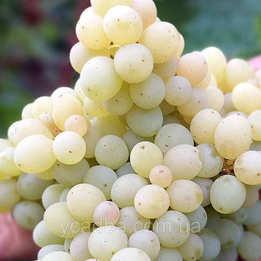 Виноград кишмиш 342 Угорський (зкс): продаж, ціна у Вінницькій області ...