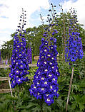 Дельфініум "Magic Fountains Dark Blue White Bee", фото 3