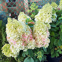 Гортензія волотиста Маттерхорн / С5 / Hydrangea Matterhorn, фото 3