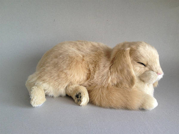 Perfect petzzz rabbit hot sale