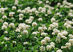 Насіння білого Клевера "Rivindell" 200 г мікроклевер багаторічний декоративний красивий газон