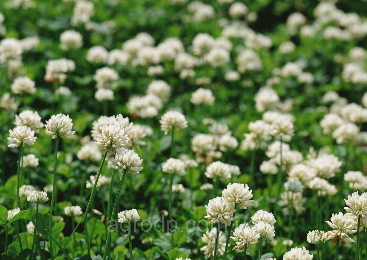 Насіння білого Клевера "Rivindell" 200 г мікроклевер багаторічний декоративний красивий газон - фото 1 - id-p1112320295