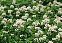 Семена Белого Клевера "Rivindell" 1кг микро-клевер многолетний декоративный красивый газон