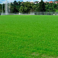 Насіння Газонна трава Універсальна 1 кг багаторічна вагова для віх різновидів озеленення