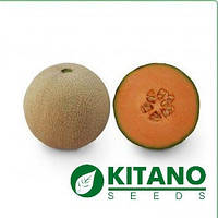 Семена Дыня KS-7049 F1, 100 семян Kitano Seeds