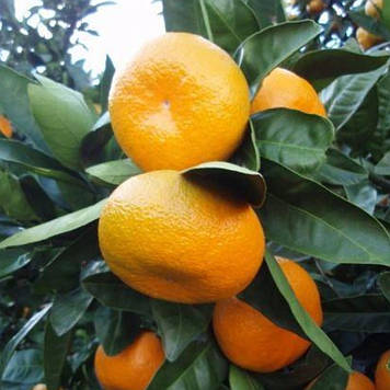 Мандарин Уншіу (щеплений)