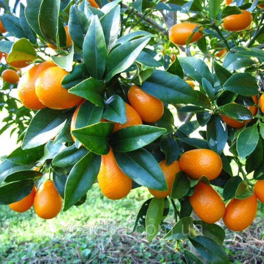 Кумкват Маргарита щеплений, фото 1