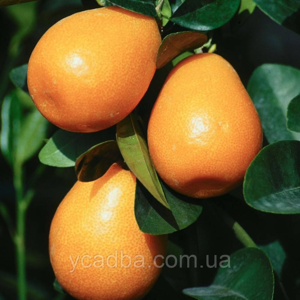 Кумкват Обовата щеплений, фото 1