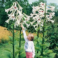 Кардіокрінум гігантський