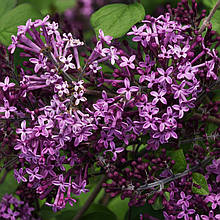 Бузок Флауерфеста Пурпл / Syringa meyeri Flowerfesta Purple