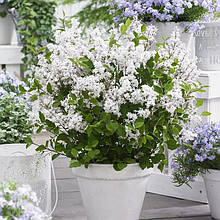 Бузок Флауерфеста Вайт / Syringa meyeri Flowerfesta White