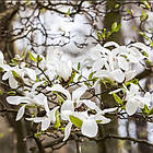 Саджанці Магнолії Кобус (Magnolia Kobus) P9, фото 2