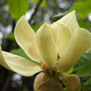 Саджанці Магнолії Трипелюсної (Magnolia Tripetala) P9