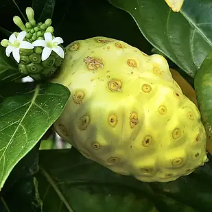 Саджанці Моринди Цитрусолистної (Сирне дерево) (Morinda Citrifolia) P9