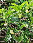 Саджанці Моринди Цитрусолистної (Сирне дерево) (Morinda Citrifolia) P9, фото 3